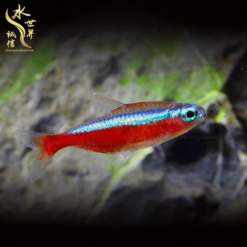 粉红霓虹灯鱼养护要点黑水pH5.5-7温度23-28C