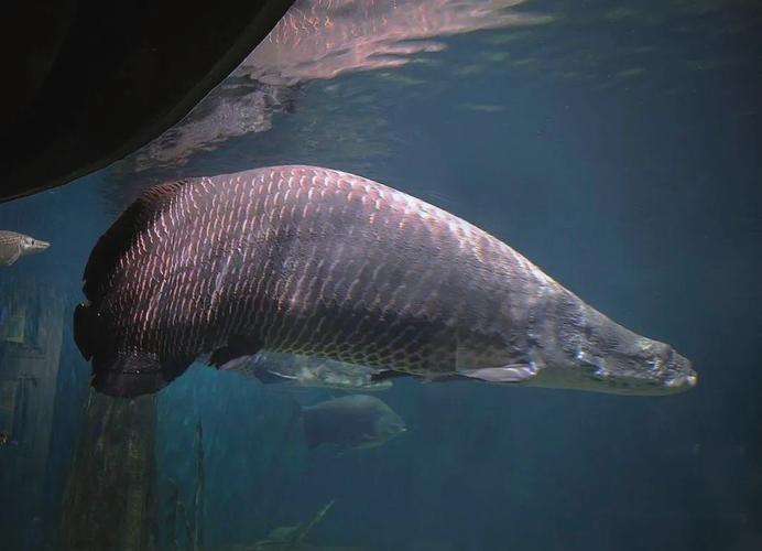 巨骨舌鱼属于淡水鱼吗（巨骨舌鱼在巴西的保护与静水区回升）