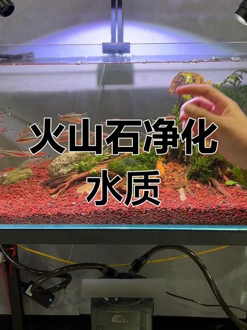 鱼缸火山石底砂多久洗一次（适度清洗正确预处理与放置，提升生物膜与水质）