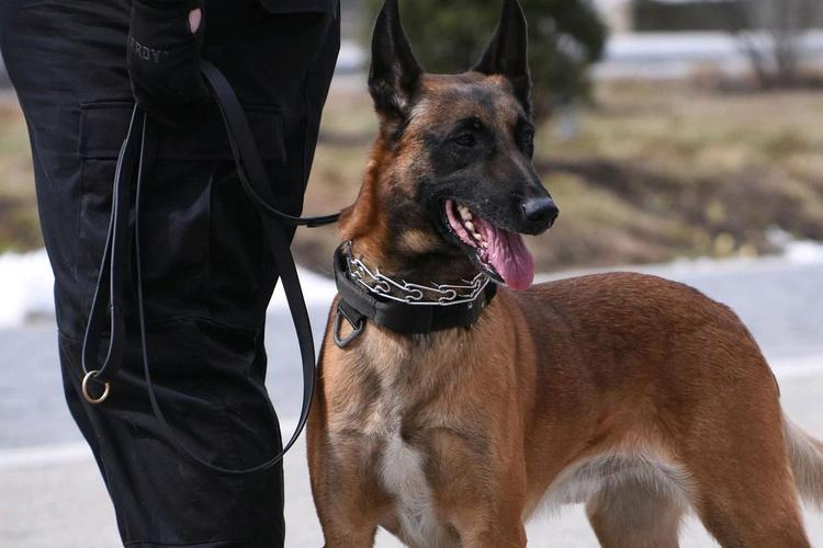 马犬与德牧哪个智商高（德牧与马犬综合适配度对比训练可控性与任务适应性）