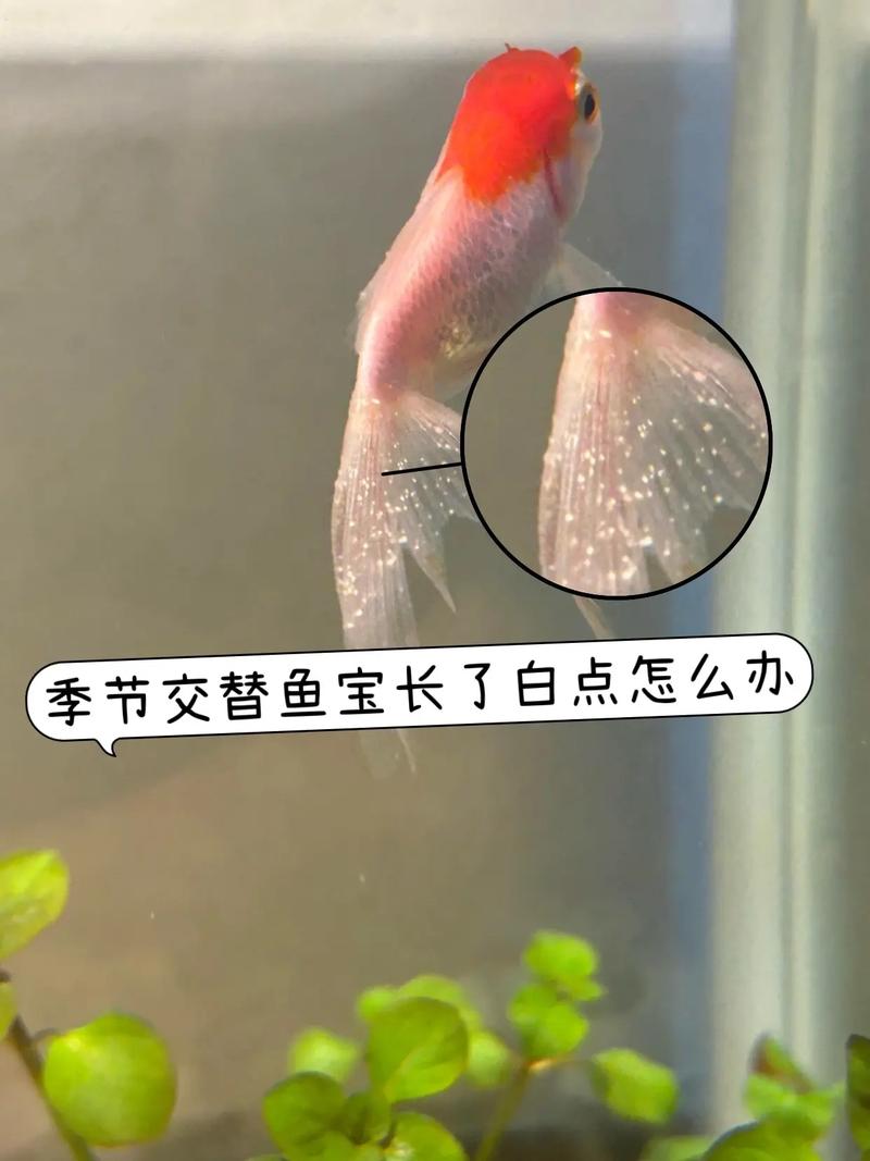 鱼身上白色絮状物图片（金鱼水霉病治疗与日常防护要点）