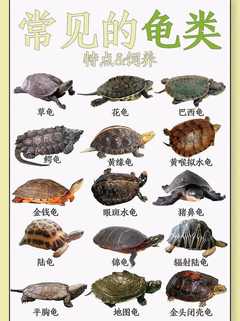 龟鱼混养最佳十种龟（水质稳定缸体容量与龟鱼搭配要得当）