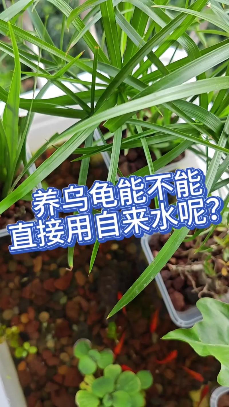 珍珠龟为什么不建议养（珍珠龟养护门槛高成本大，建议考虑更易养的宠物）