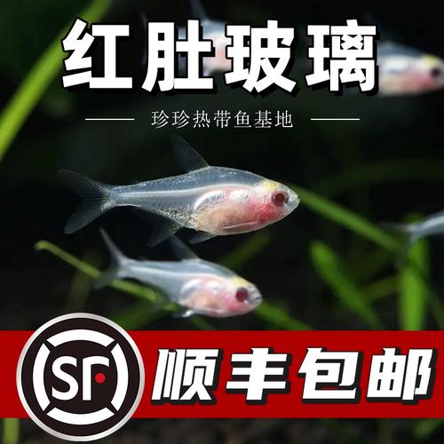 红肚玻璃灯鱼学名（新手友好，群养水质温度）