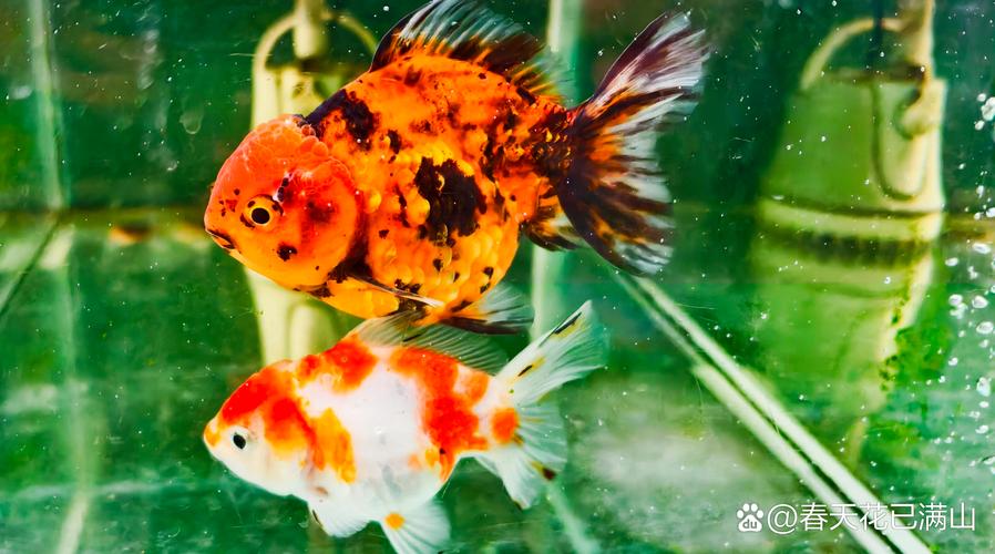 金鱼的水位一般多深（20-60厘米分品种养法）