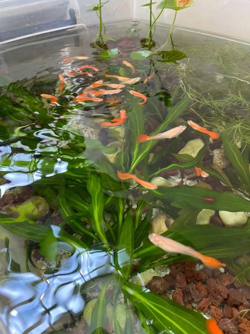 露天鱼池养什么鱼好（露天鱼池养鱼要点按地域选鱼遮阴净化控喂）