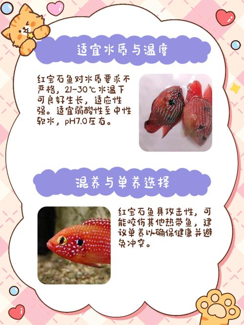 红宝石鱼的正确养殖方法（稳水质喂养与繁育）