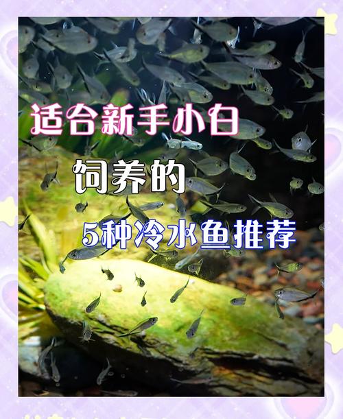 纯净水能养观赏鱼吗（去氯稳pH补矿引入微生物定期换水）