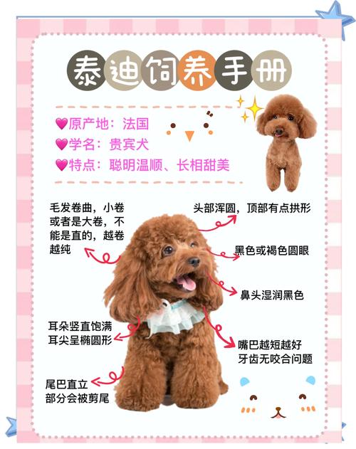 女孩子千万不要养泰迪(泰迪犬养前要评估时间经济与情感承诺)