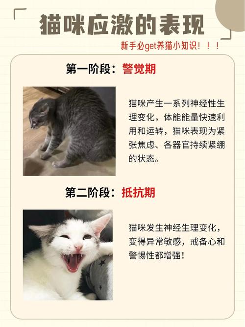 猫应激反应死的前兆（猫咪应激信号与缓解要点，识别触发并就医）
