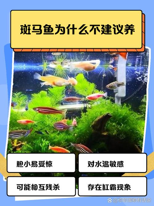 斑马鱼一天喂多少（少量多餐控水质，随温度调节喂食）