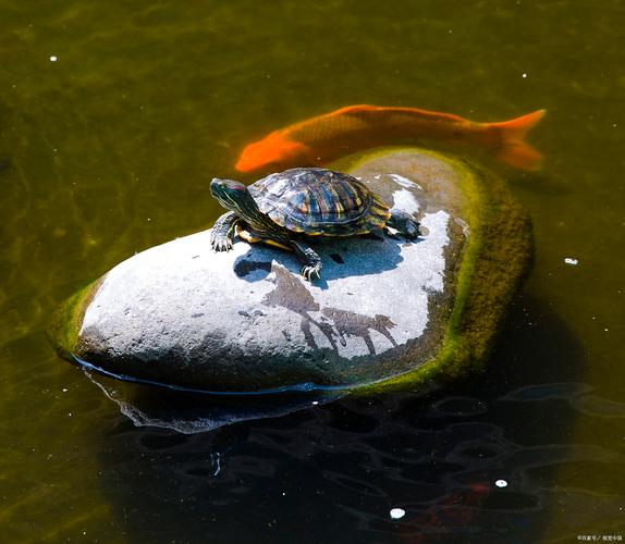 鱼和乌龟混养最佳搭配图（分区喂食稳定水质遇冲突分缸）
