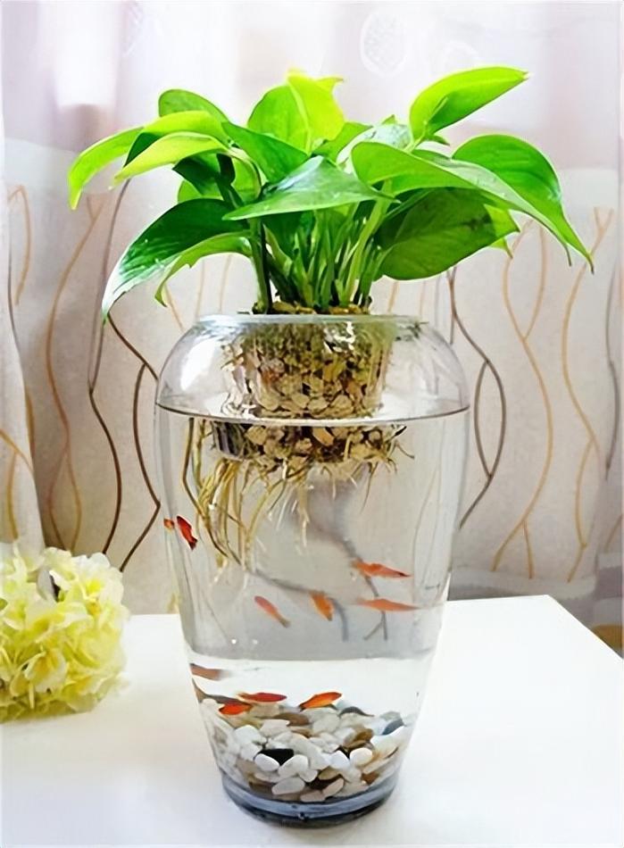 小鱼盆适合养什么鱼(选鱼容量水温喂养与设备要点) 小鱼盆适合养什么鱼(选鱼容量水温喂养与设备要点)