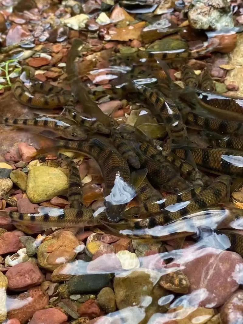 山泉水里有鱼了还能喝吗（野外饮水要优先选经检测的水源煮沸不能去除金属）