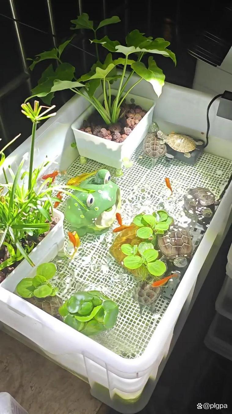 龟和鱼可以一起养吗（控量分区留通道加强过滤）