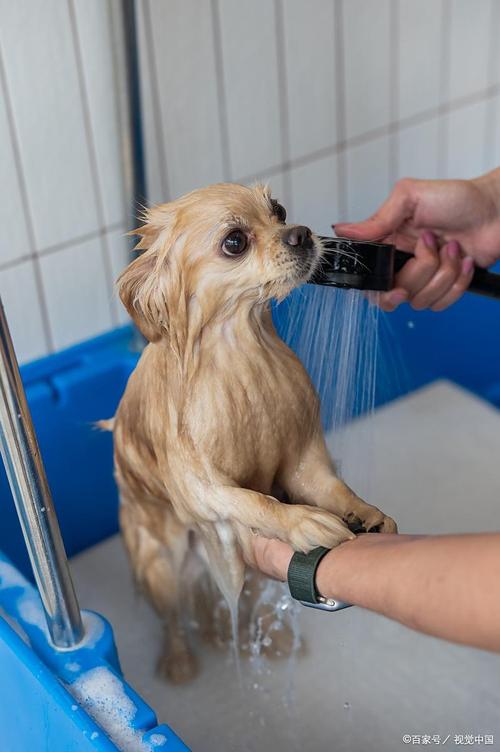 小狗几天洗一次澡（按毛型与环境定狗狗洗澡频率与护理要点）