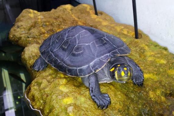 黄头侧颈龟一般养几只（分区管理，初学1只起步再扩到2-4只）