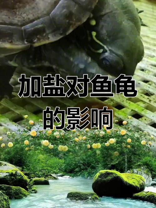 鱼和乌龟混养最佳搭配图（分区喂食稳定水质遇冲突分缸）