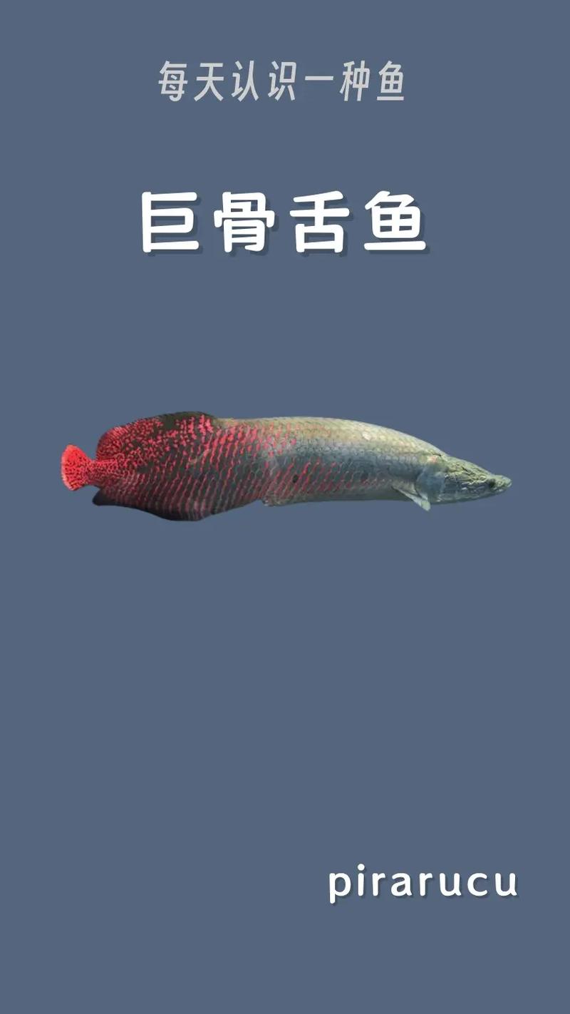 巨骨舌鱼有毒吗（巨骨舌鱼没有毒性，勿被谣传误导，核对权威来源）