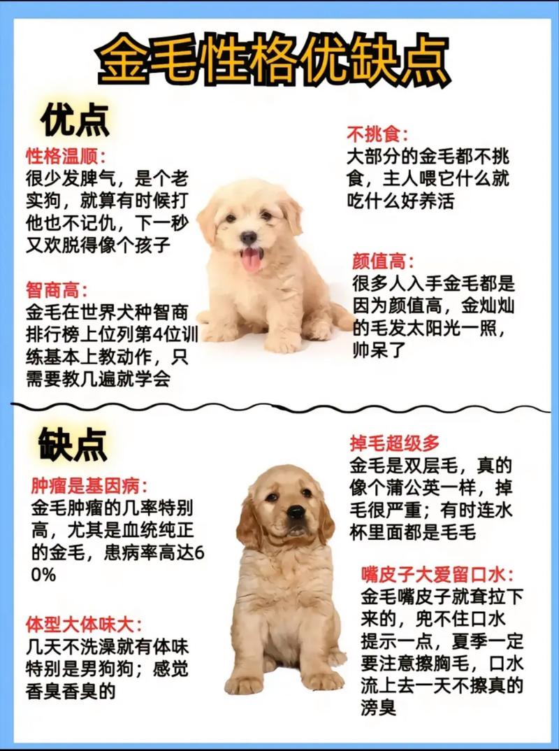 金毛犬学名（性格护理寿命与领养要点）