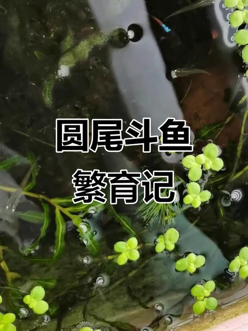 斗鱼幼苗可以水深40厘米吗（斗鱼幼苗不宜深水养 分阶段控水深与水质要点）