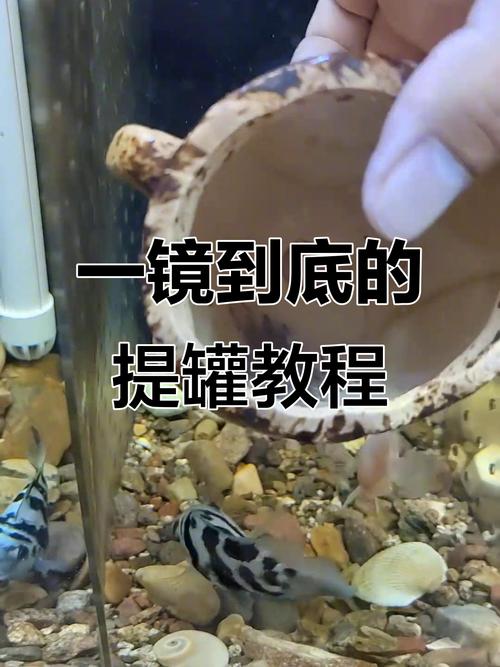 迷你鹦鹉鱼提灌孵化要点:水温水质与观察细节