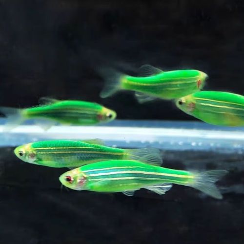 红绿灯鱼和斑马鱼哪个好养（新手养鱼要点，投入时间决定成效）