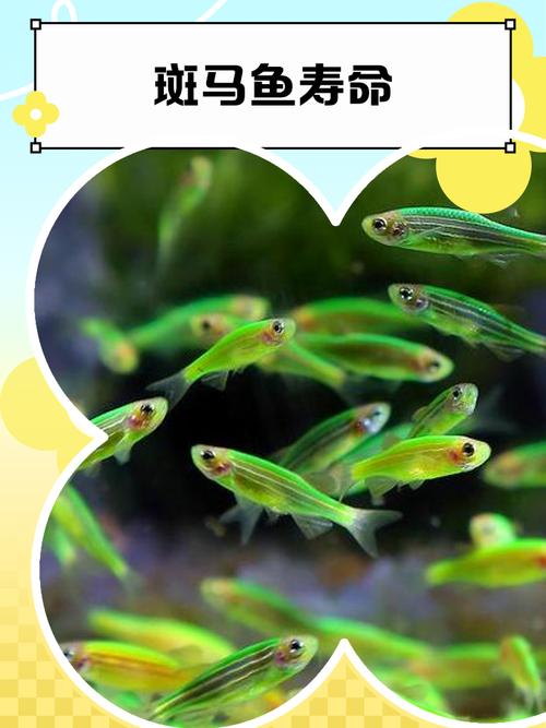 山泉水适合养斑马鱼吗（山泉水养斑马鱼试养要点与水质监控指南）