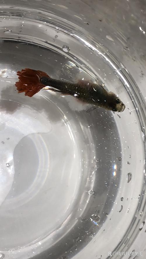 鱼身上有白色絮状物（金鱼水霉病治疗与预防要点，简单实用）