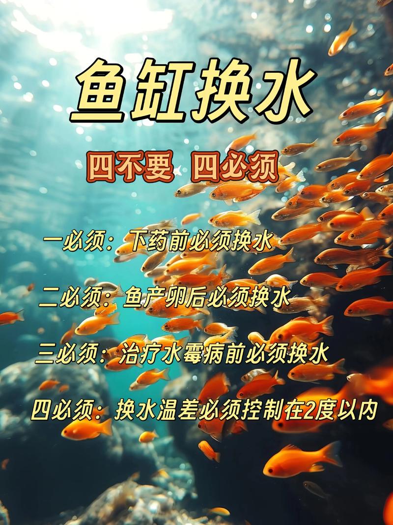 养鱼的方法和技巧(养鱼要点稳定水质与过滤日常维护) 养鱼的方法和技巧(养鱼要点稳定水质与过滤日常维护)