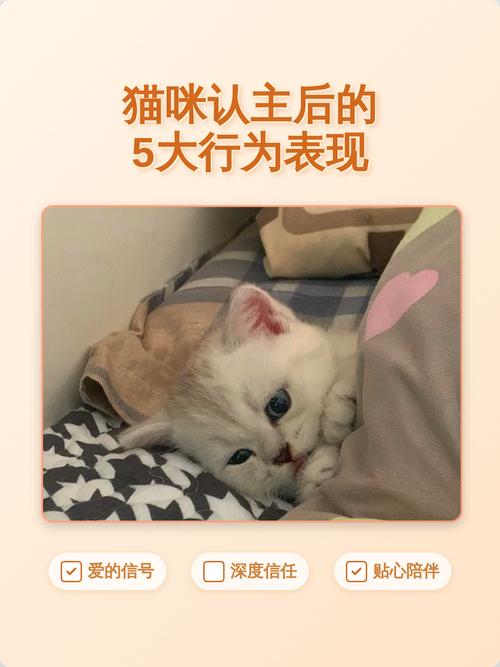 猫的什么行为算是认主人（蹭你回应名字，慢慢建立信任）