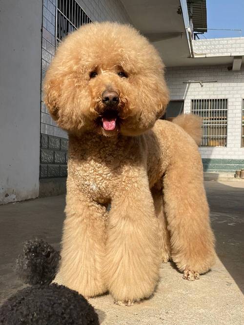 贵宾犬就是泰迪犬吗(泰迪造型与传统贵宾,选购要点) 贵宾犬就是泰迪犬吗(泰迪造型与传统贵宾,选购要点)