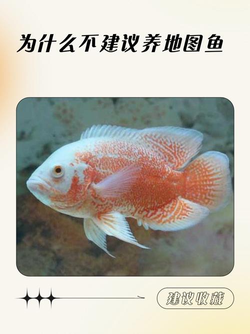 这种鱼为什么不能养(这几种鱼不宜在家养的原因成本与风险) 这种鱼为什么不能养(这几种鱼不宜在家养的原因成本与风险)