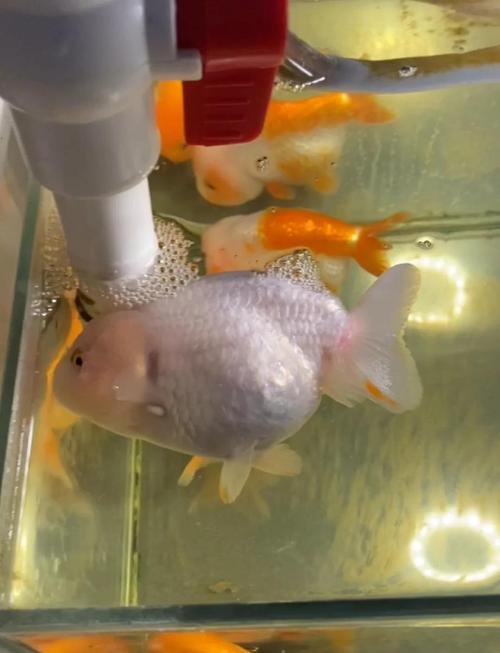 最难养的观赏鱼（水质稳定定期换水分区喂养）