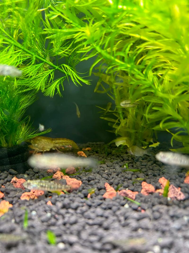 小龙虾养鱼缸能活多久（控水质定期换水溶氧充足温度与喂养）