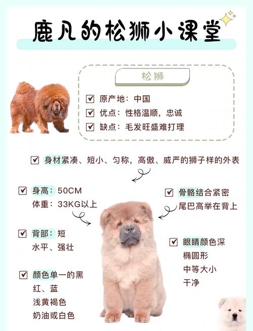 为什么禁养松狮犬(在城市养松狮犬需评估空间成本法规与风险)