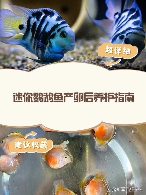 迷你鹦鹉鱼人工孵化教程(26–28℃pH6.5–7.5产卵喂养)