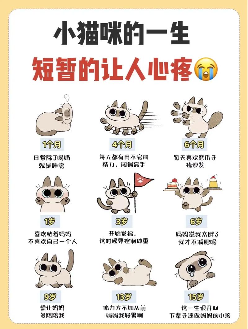 猫一个人在家能撑几天（成猫在家独处要点2-3天可自理，3天以上请托养，备2个砂盆）