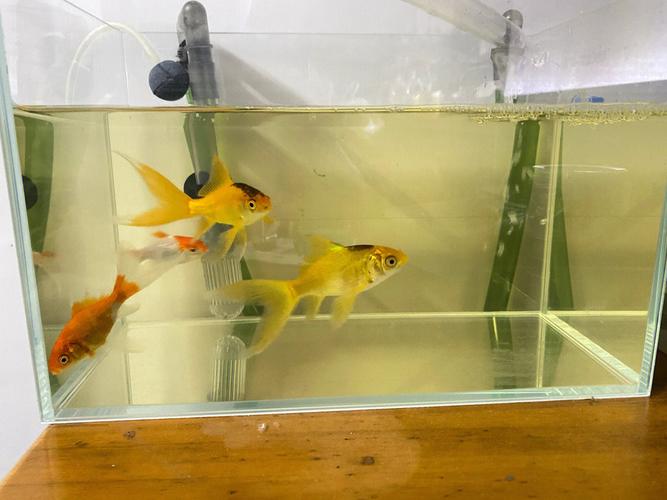 喂饲料黄水影响鱼吗（鱼缸黄水不是色素，是水质信号，如何解决）
