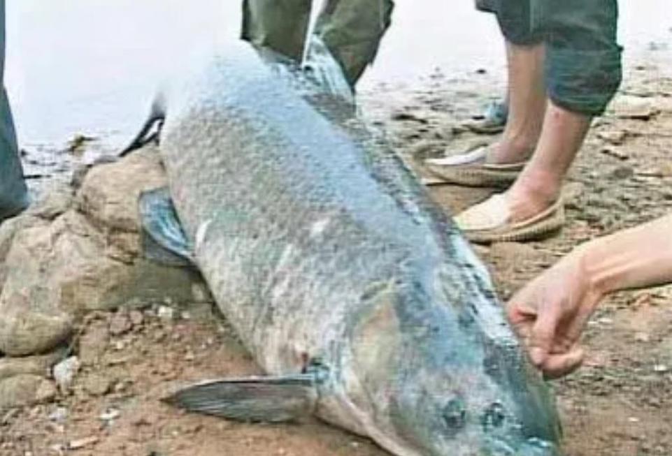 水深十几米有什么鱼(十米深域分层与夜钓要点)