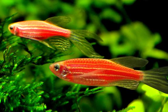 斑马鱼几天换一次水（定期换水控温定时喂养）