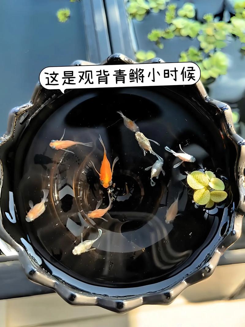 观背青锵跟迷你鹦鹉鱼混养（繁殖过滤日常管理）