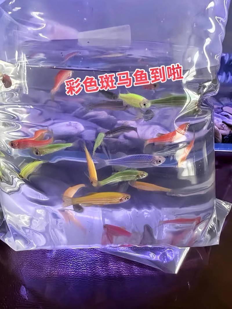 陶瓷鱼缸能养斑马鱼吗（陶瓷缸养斑马鱼可行性与要点）