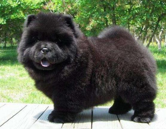 黑色松狮犬为什么不建议养（黑色松狮犬养护要点训练护理与成本）