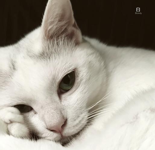 白猫是中国本土的吗（白毛猫不是稀有或纯种而是中国本地常见变体与护理要点）