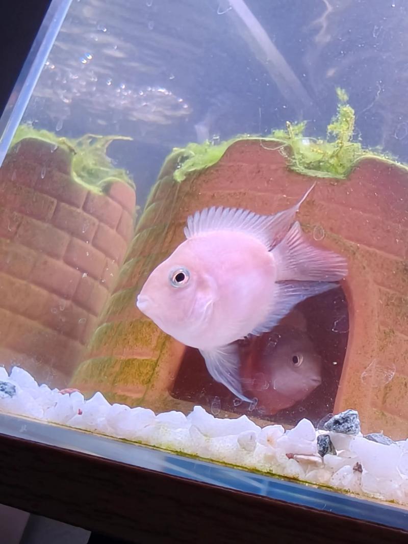 迷你鹦鹉鱼多大能生崽（迷你鹦鹉鱼繁殖要点温度水质喂养全解）