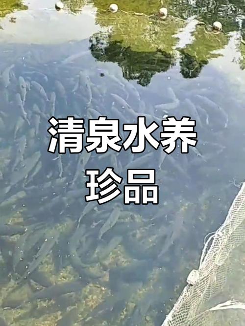 山泉水适合养鱼吗（山泉水养鱼靠水质增氧与管理先小规模试养）
