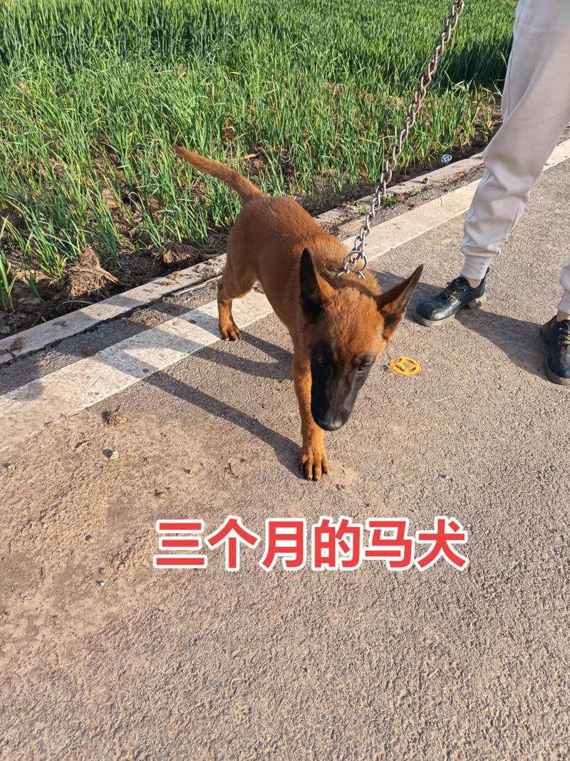 马犬一般几个月会凶猛(马犬青春期训练与边界管理要点) 马犬一般几个月会凶猛(马犬青春期训练与边界管理要点)