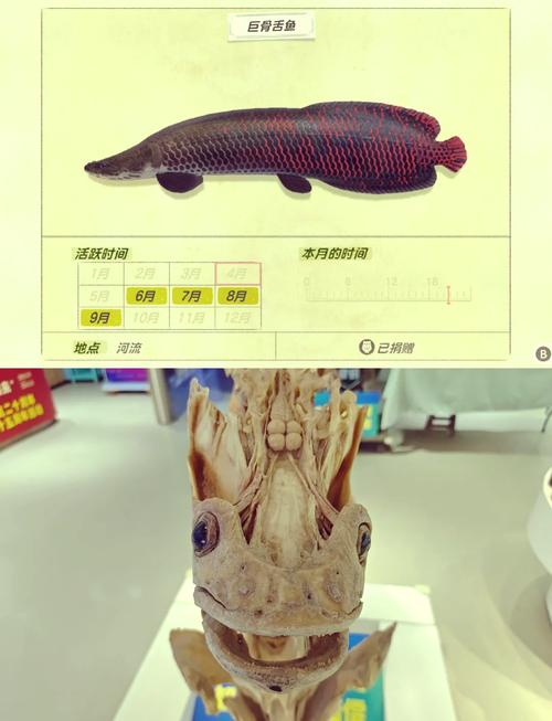 巨骨舌鱼是热带鱼吗（大水槽稳水质优选人工繁育）