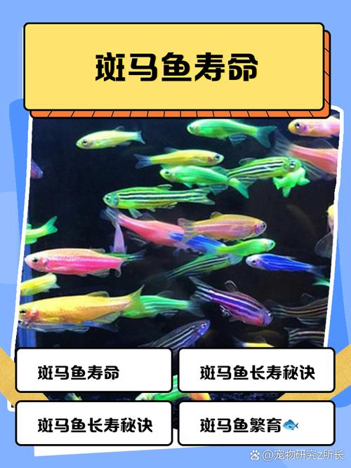 斑马鱼一夜全死的原因（正确换水稳定水环境）